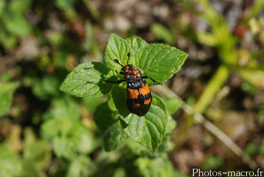 Nicrophorus vespilloides